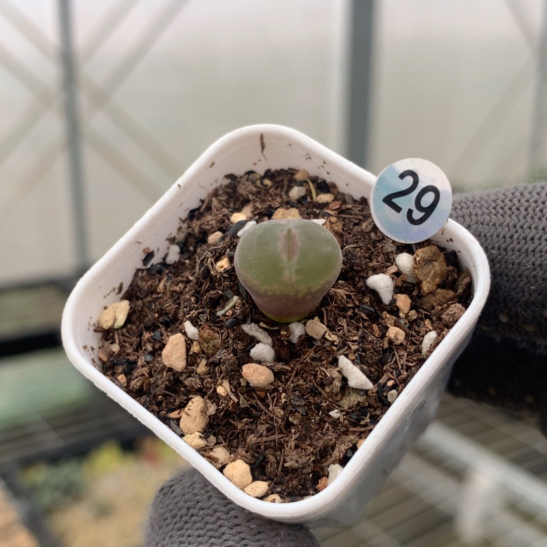 29号粉红女郎一颗