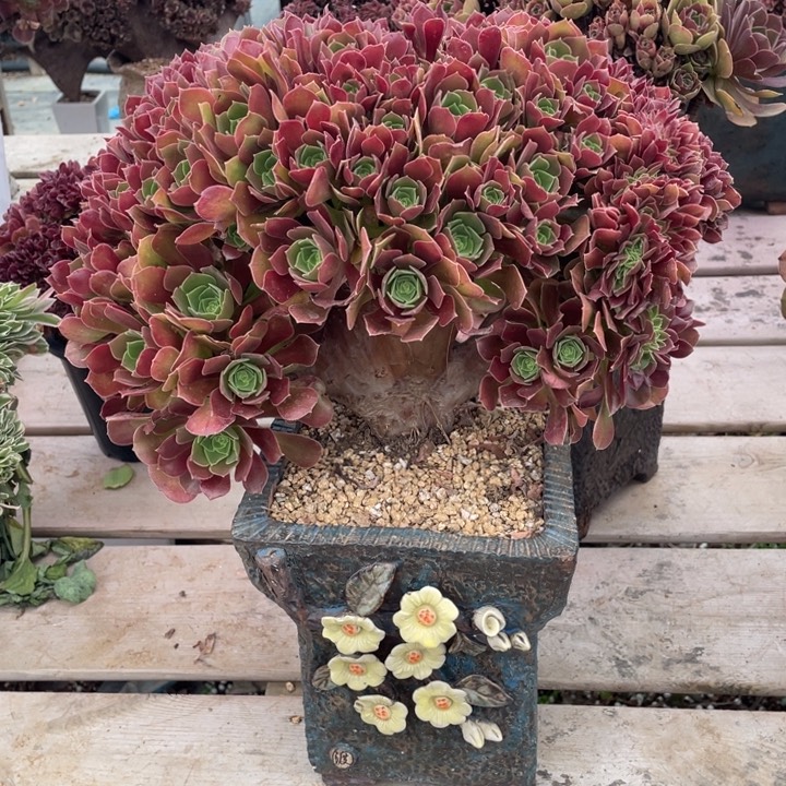 多肉植物提取成分与天然草本精华搭配