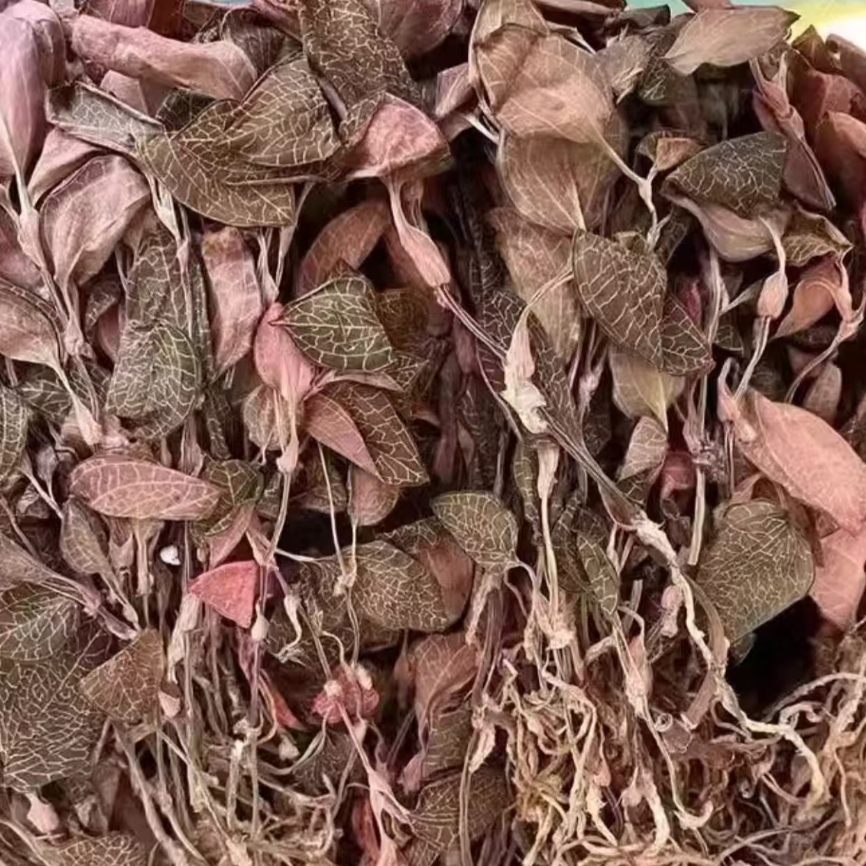 【大扎西山货】金线莲