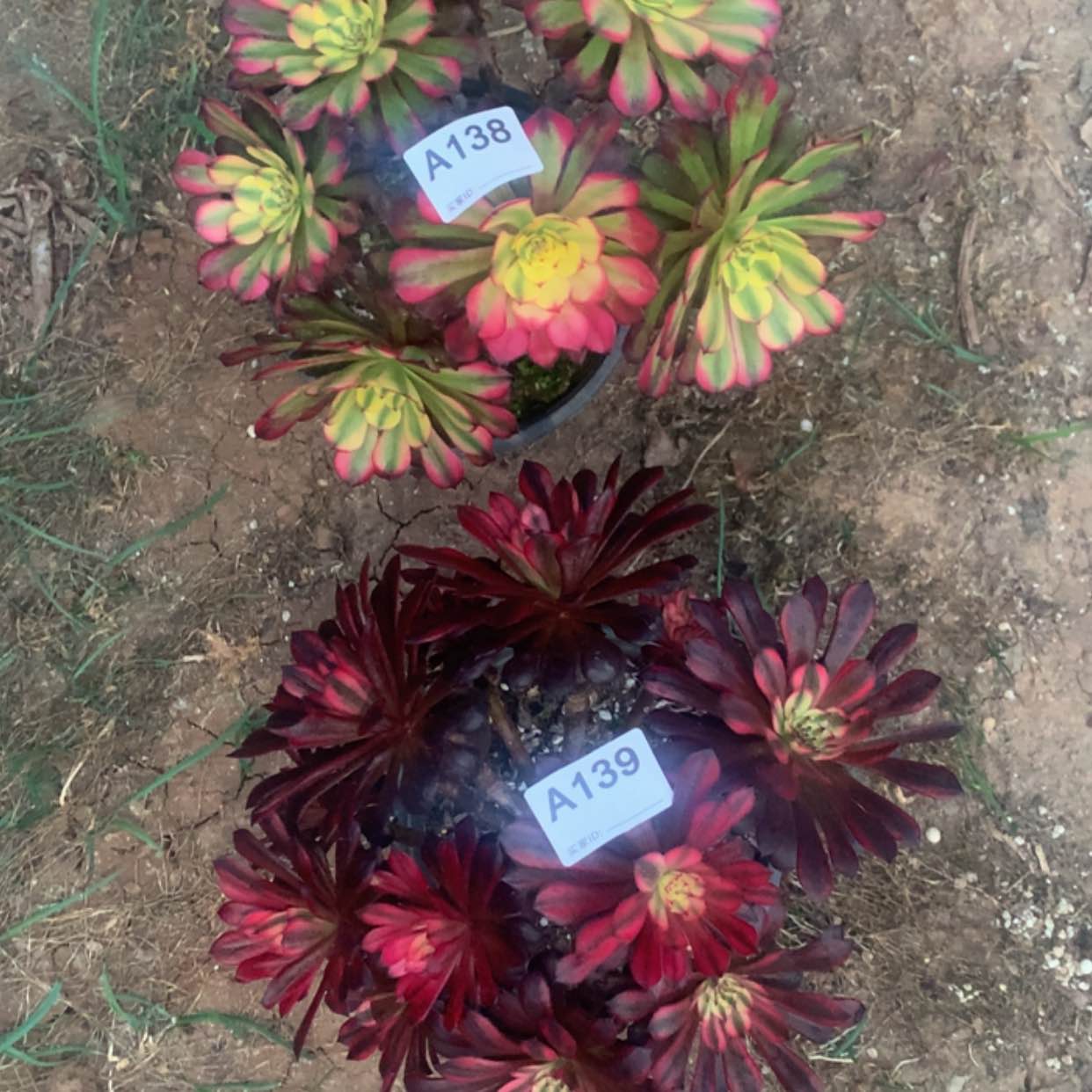 【闪购商品】138.139舞天姬，黑天鹅