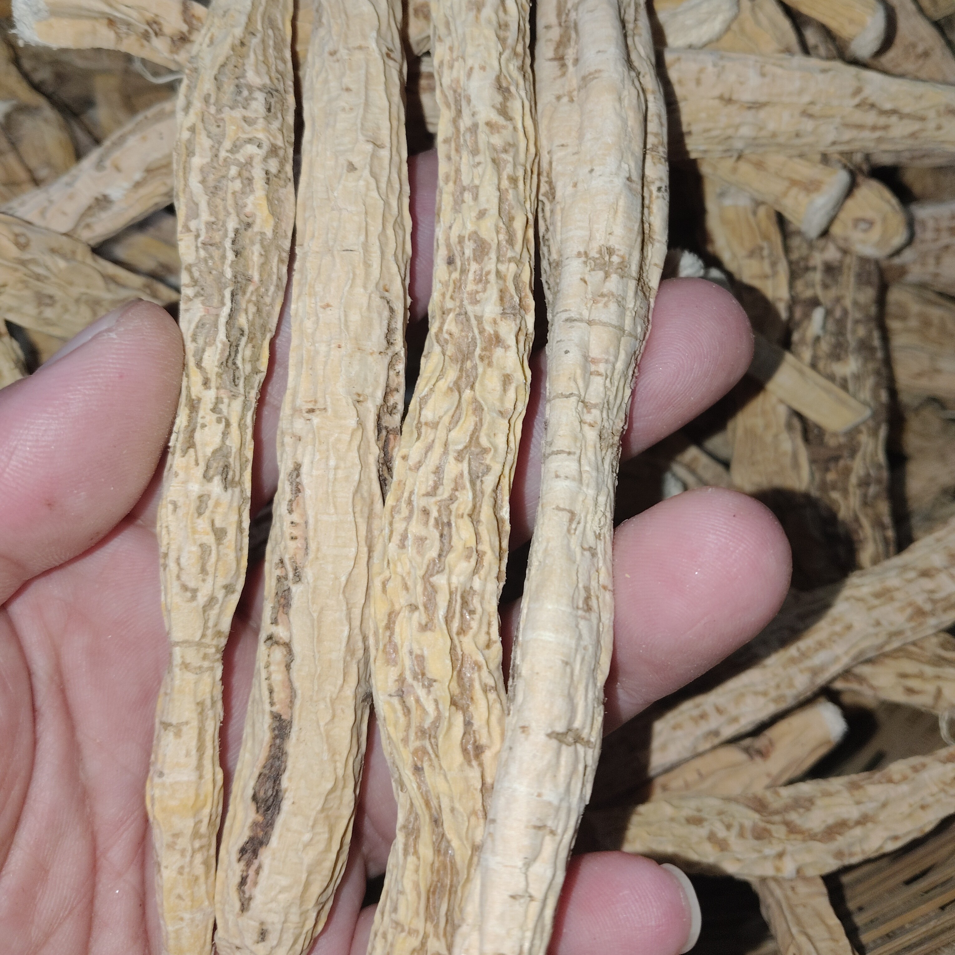 深山采挖牛牛整根干货泡酒煮水煲汤