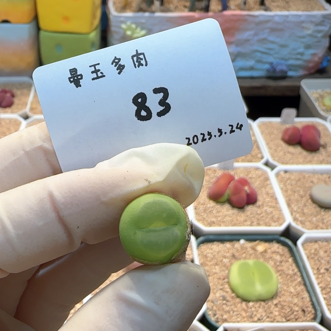 拥***眠多肉多肉多肉5.24-083