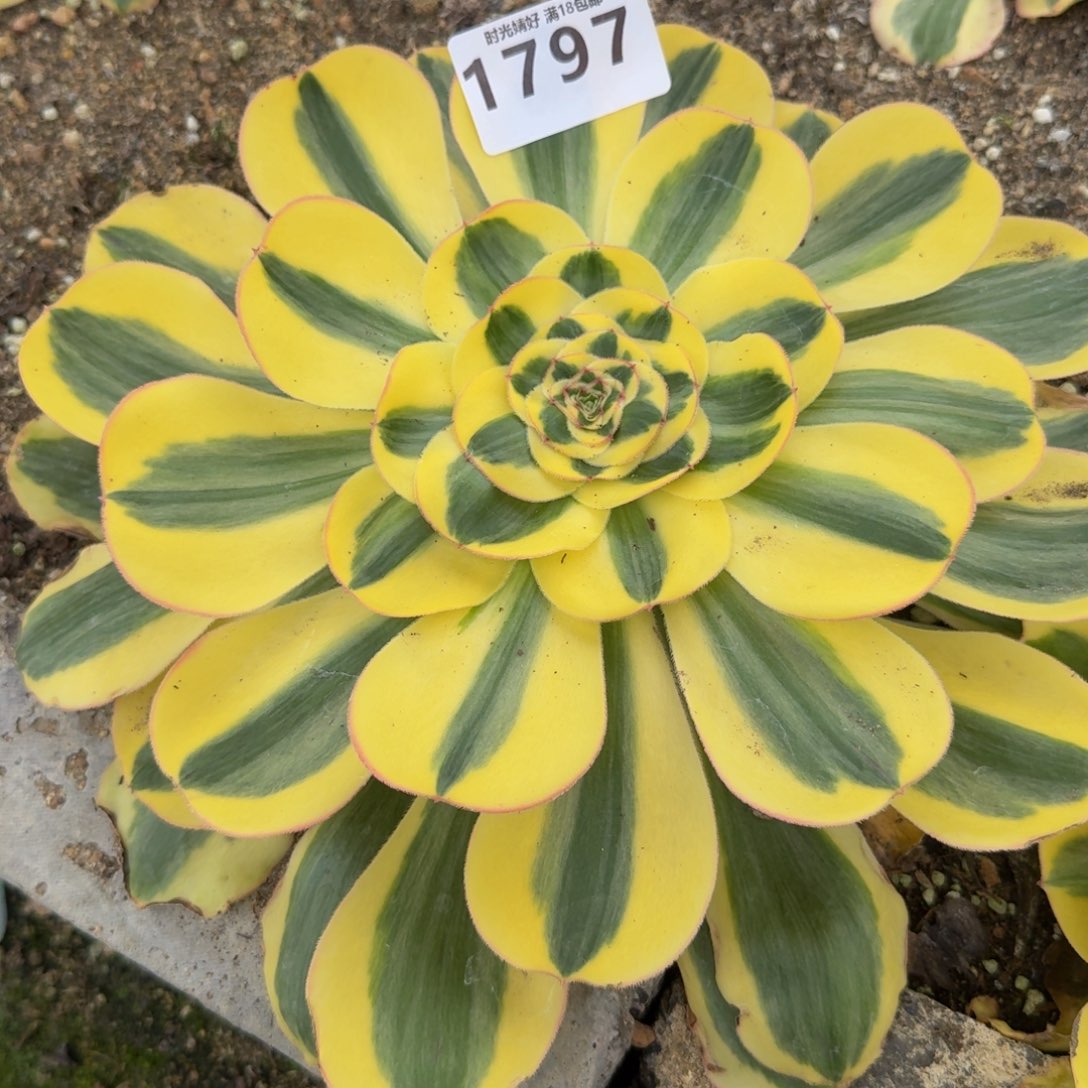 1797君美丽锦。多肉植物