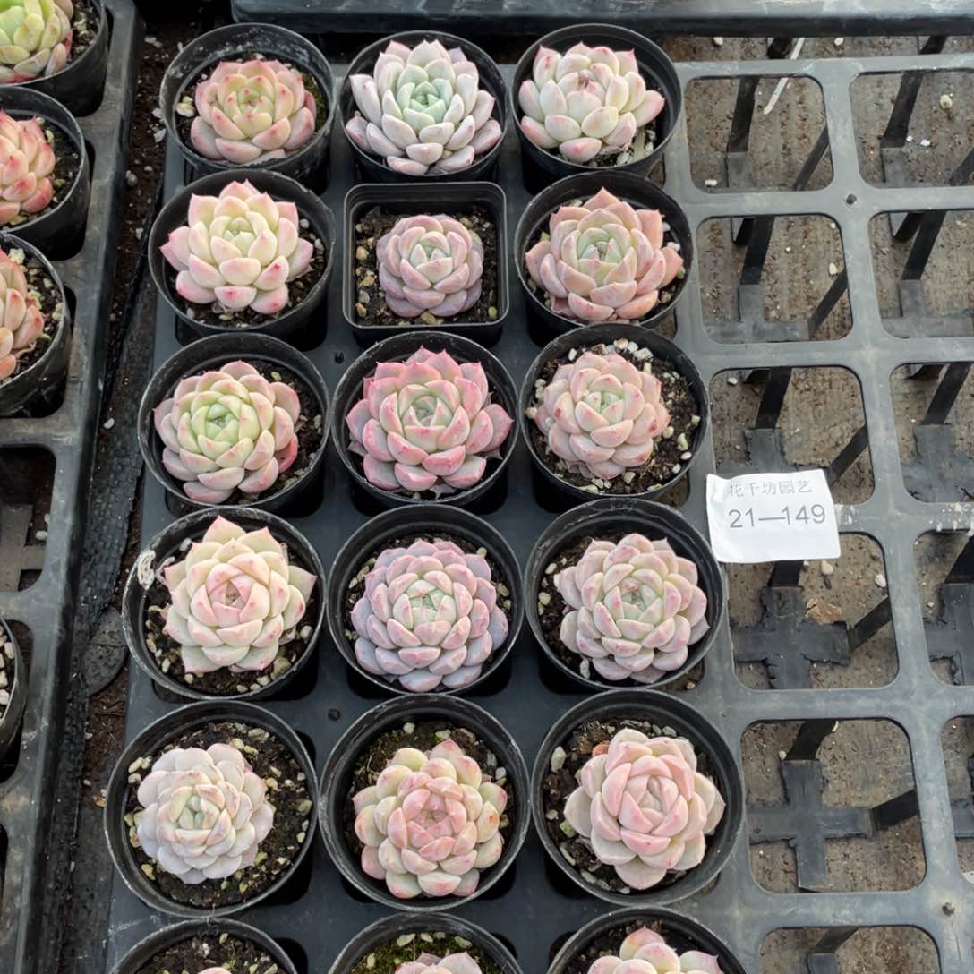 一物一拍18棵21-149