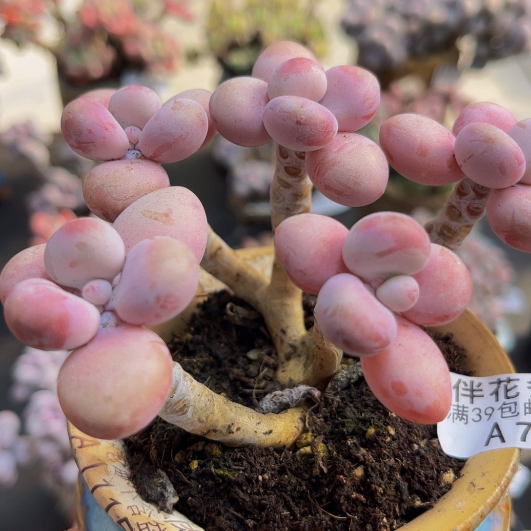 717/9cm糖果桃蛋多肉植物