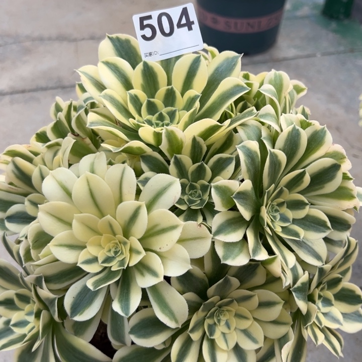 504绿豆沙25厘米左右