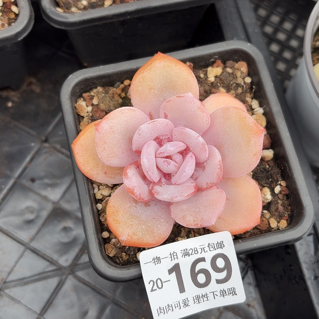 奶茶无盆土发货无