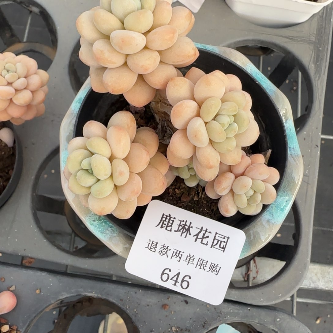 闪购精品多肉646号