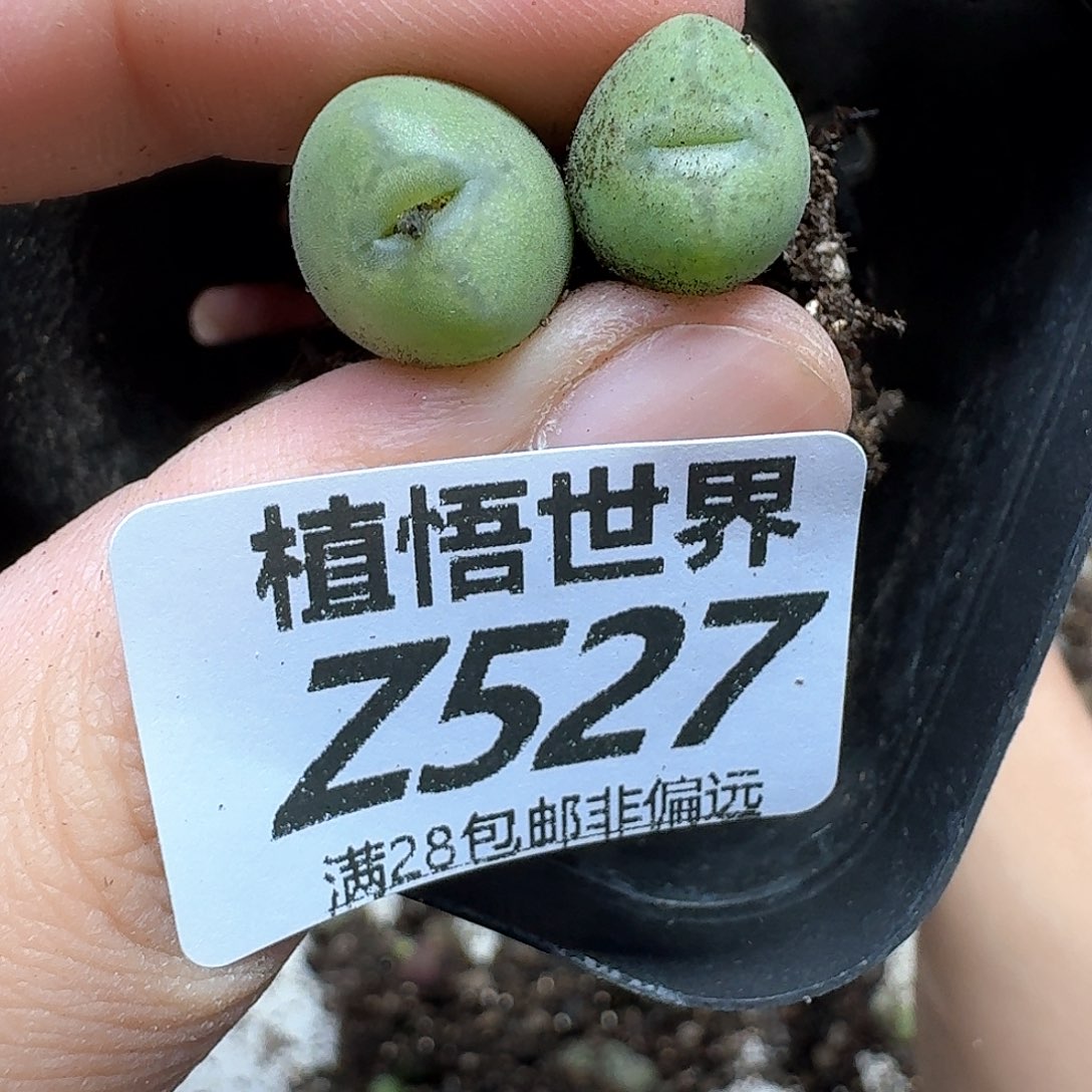 多肉植物的润泽dgbb