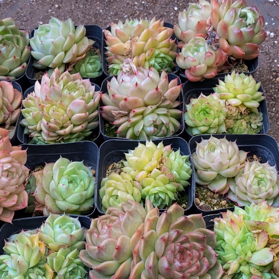 290的人都是这样吗