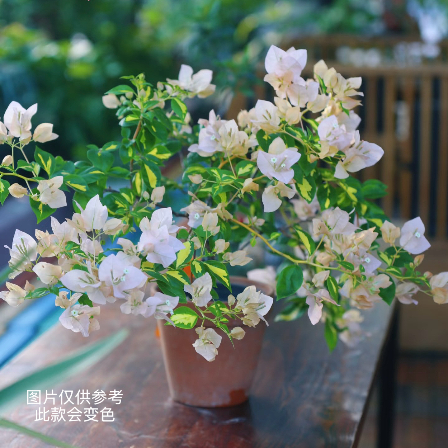 【新品】金心黄白·a花叶变色勤花三角梅