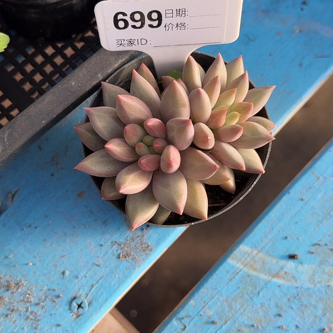 699水晶球多肉植物