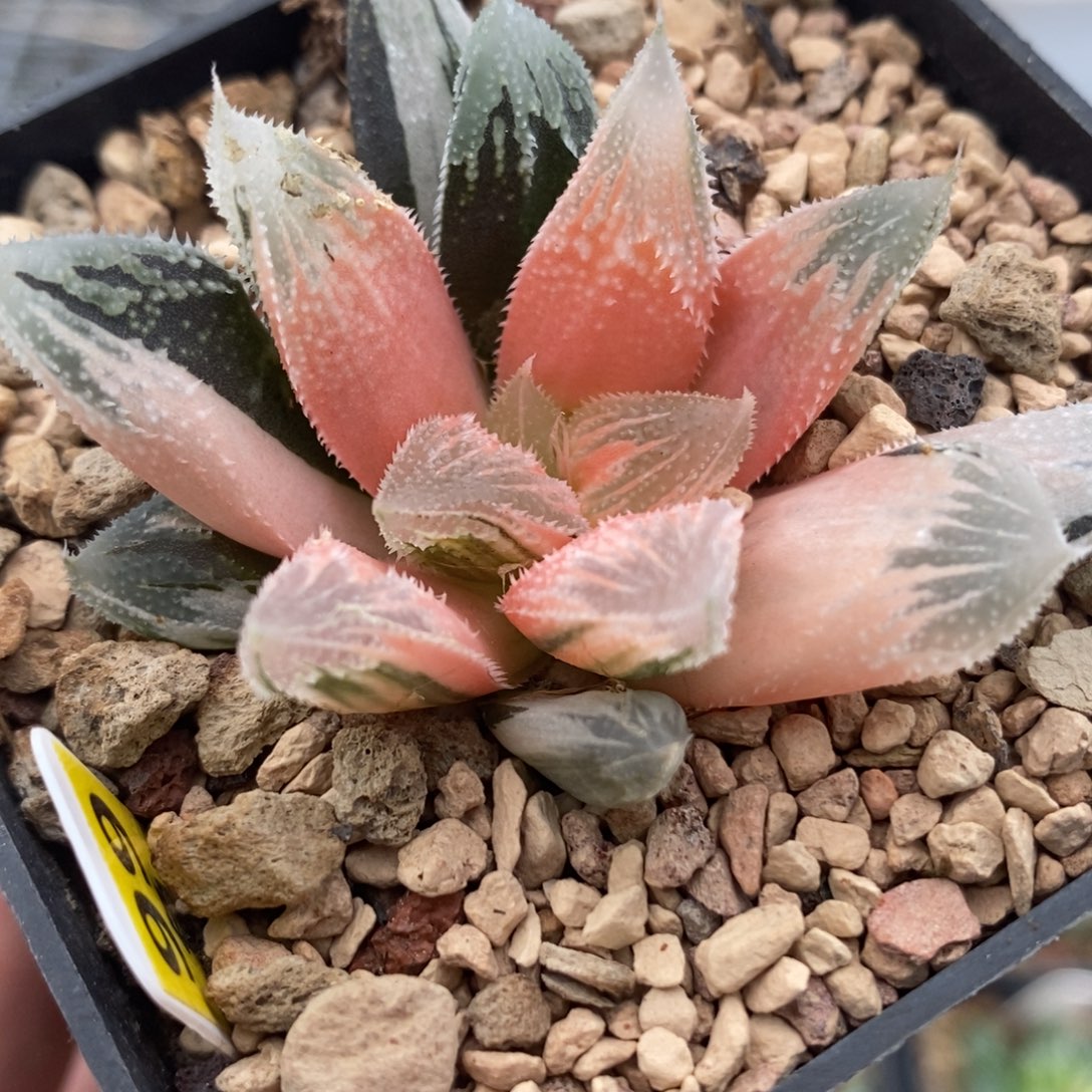 99糊斑白帝城锦一物一拍