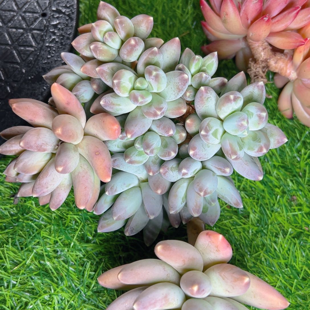 小美肉111111111111