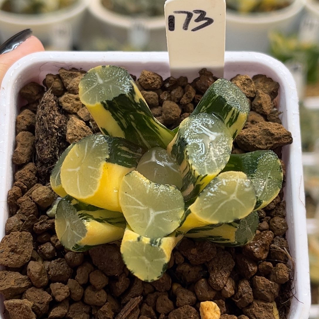 173玉龙万象锦福利专场