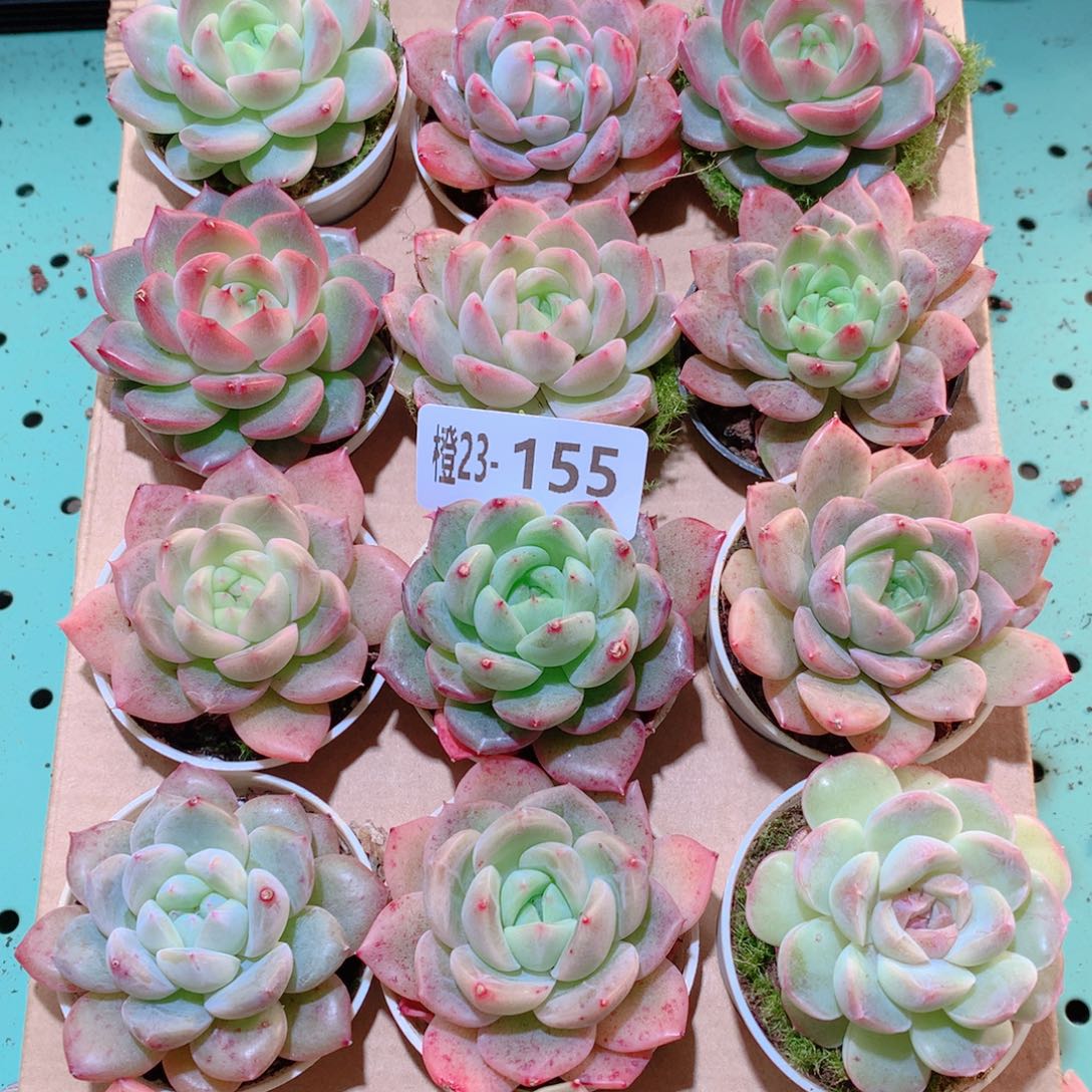 23-155一物一拍多肉带盆18颗