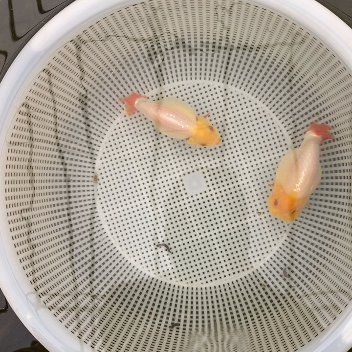 金鱼中原新隆观赏鱼
