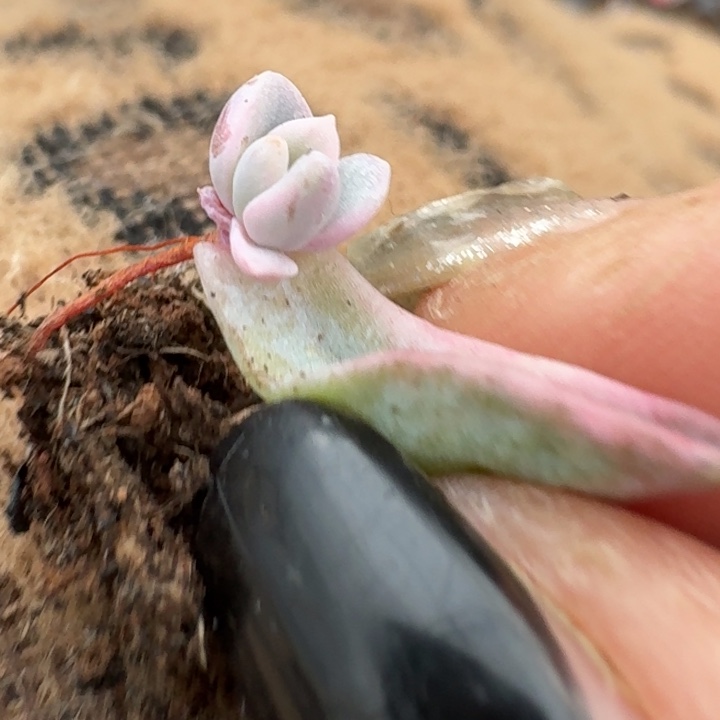 美尻覆轮潜力股无替品82