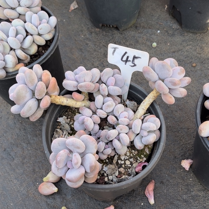 大叶奶多肉植物4 5