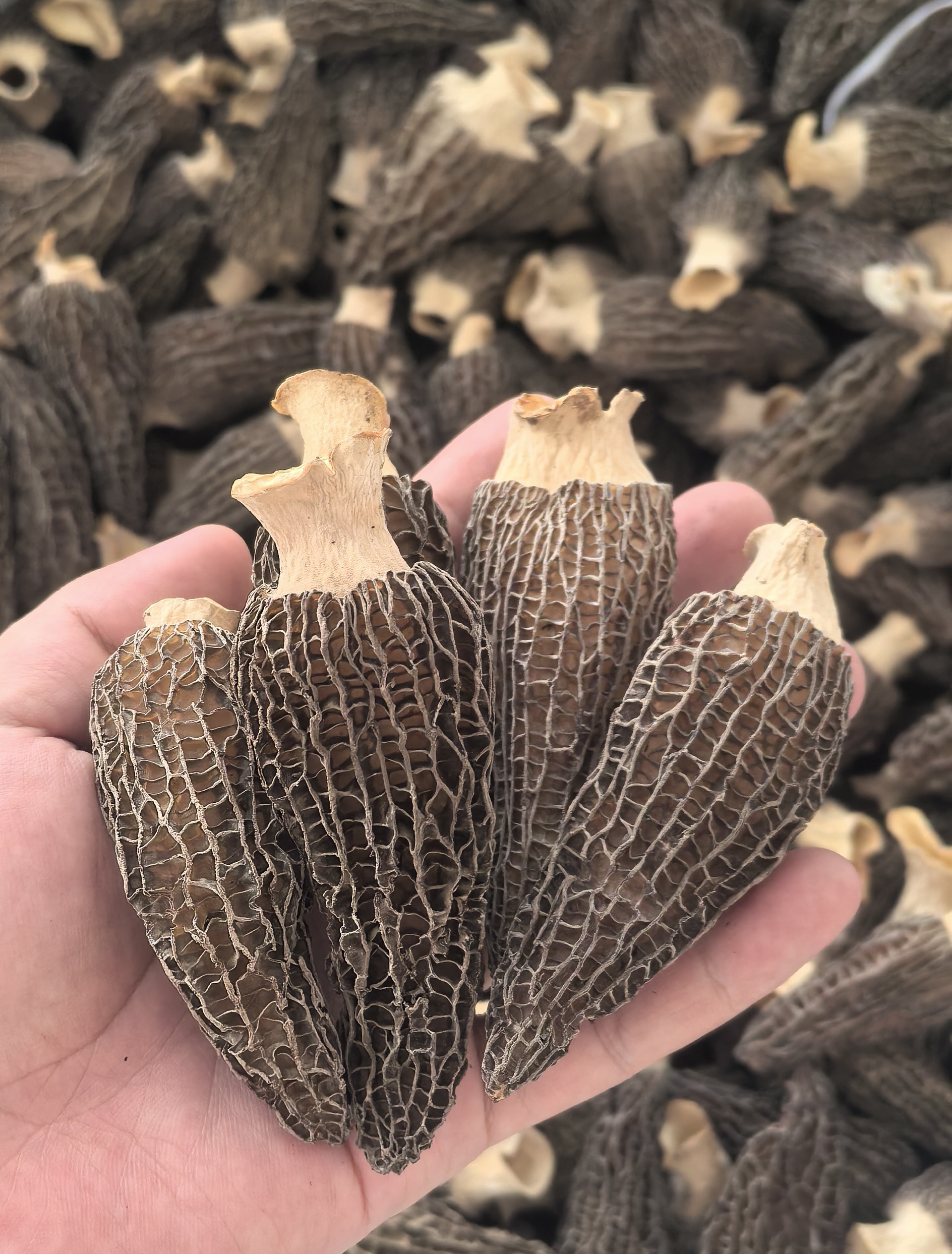 捡漏！【默认微瑕介意勿拍】新货头茬肉厚直播间看货正宗羊肚菌