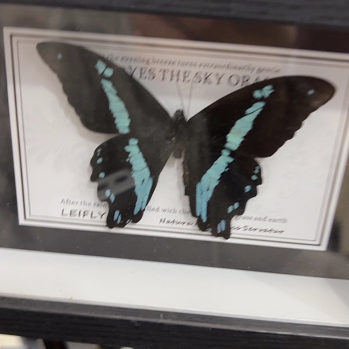 芝***边蝴蝶标本定制版104