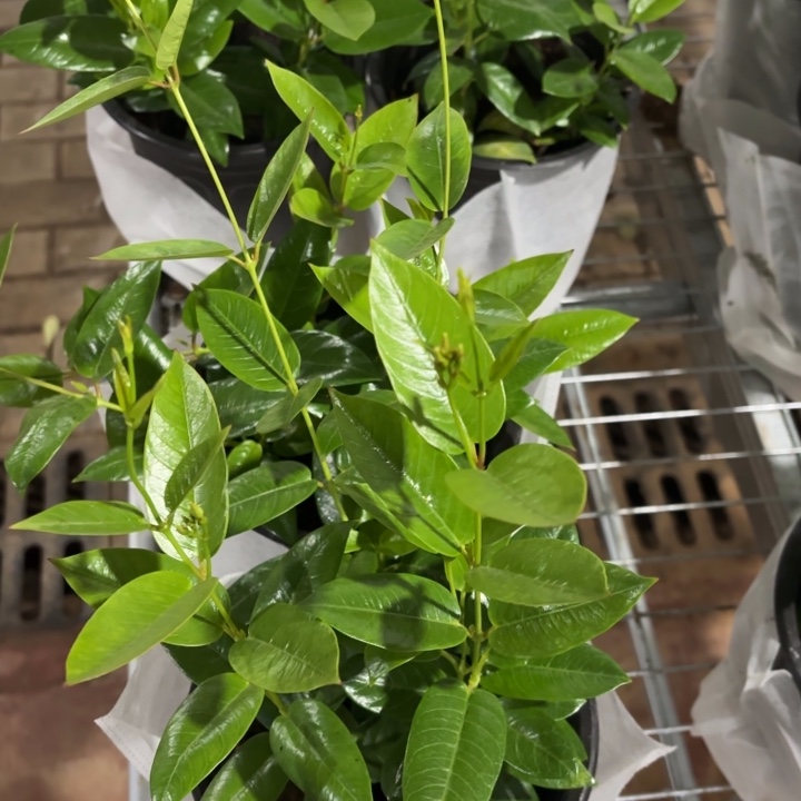 全部花苞杏色飘香藤