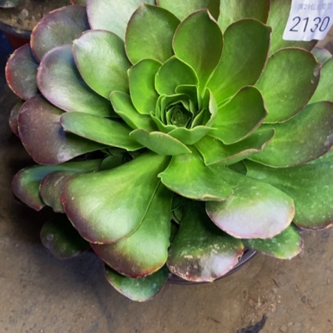 魅金玫瑰多肉植物2130