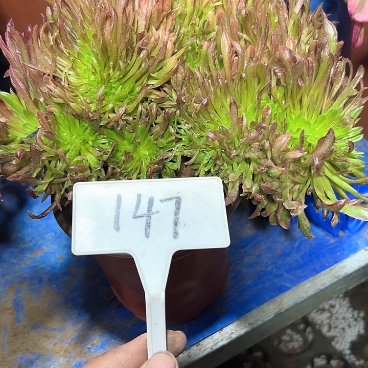 多肉植物红珊瑚缀花