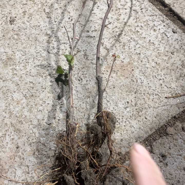 红千鸟海棠花一颗苗