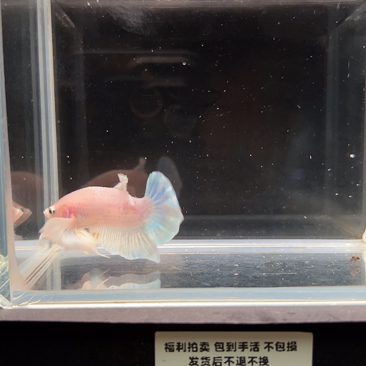 斗鱼一单包邮10日37