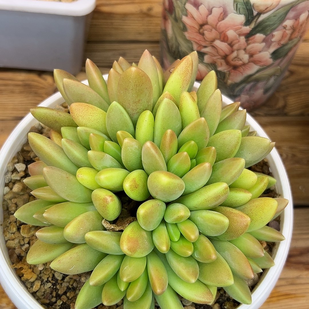 孟****橙色奇迹，一物一拍