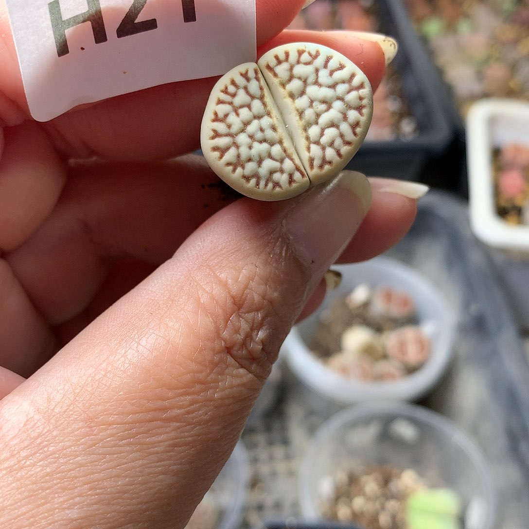 G21多肉植物保护