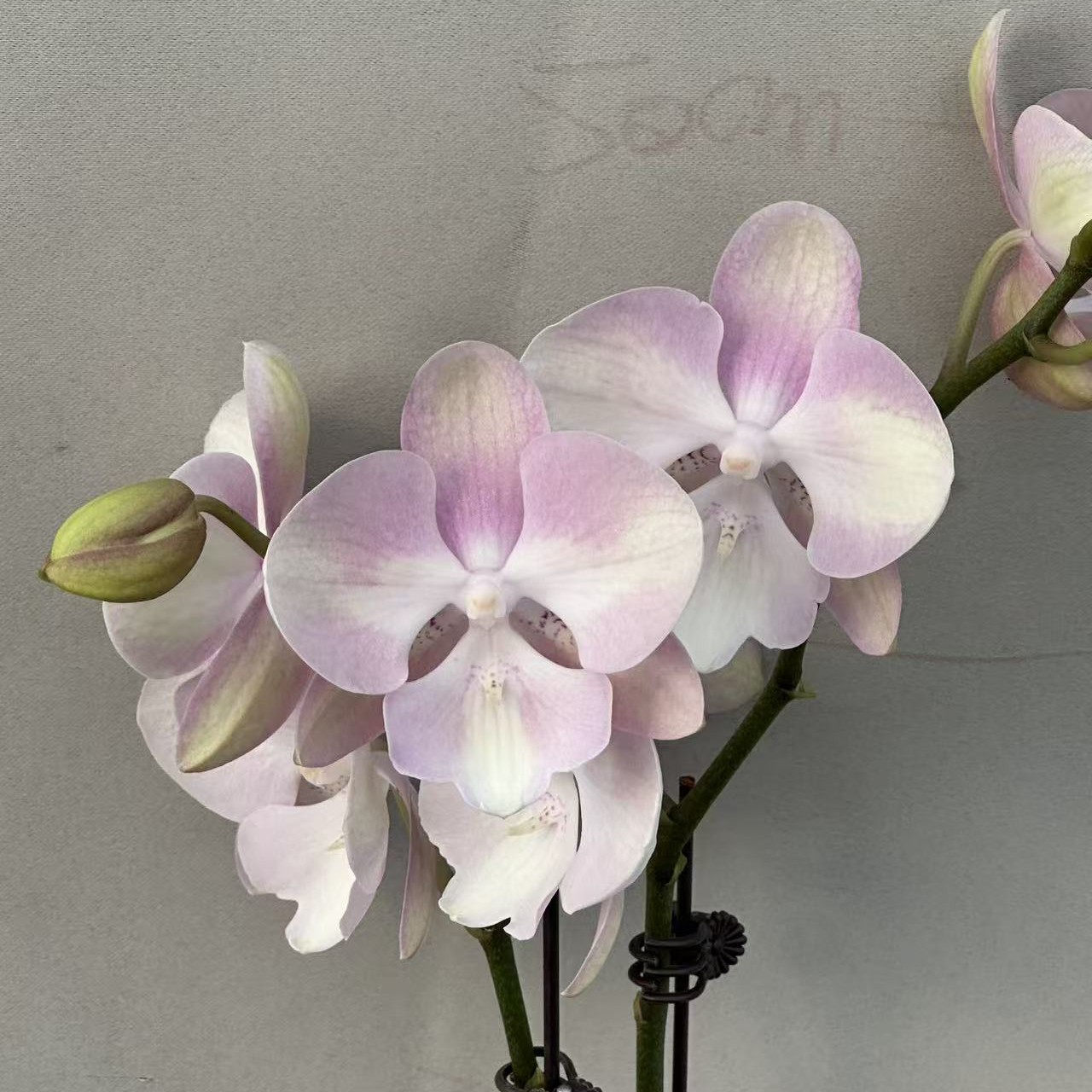 （威尼斯02）蝴蝶兰 花期长 拍3颗以上组盆