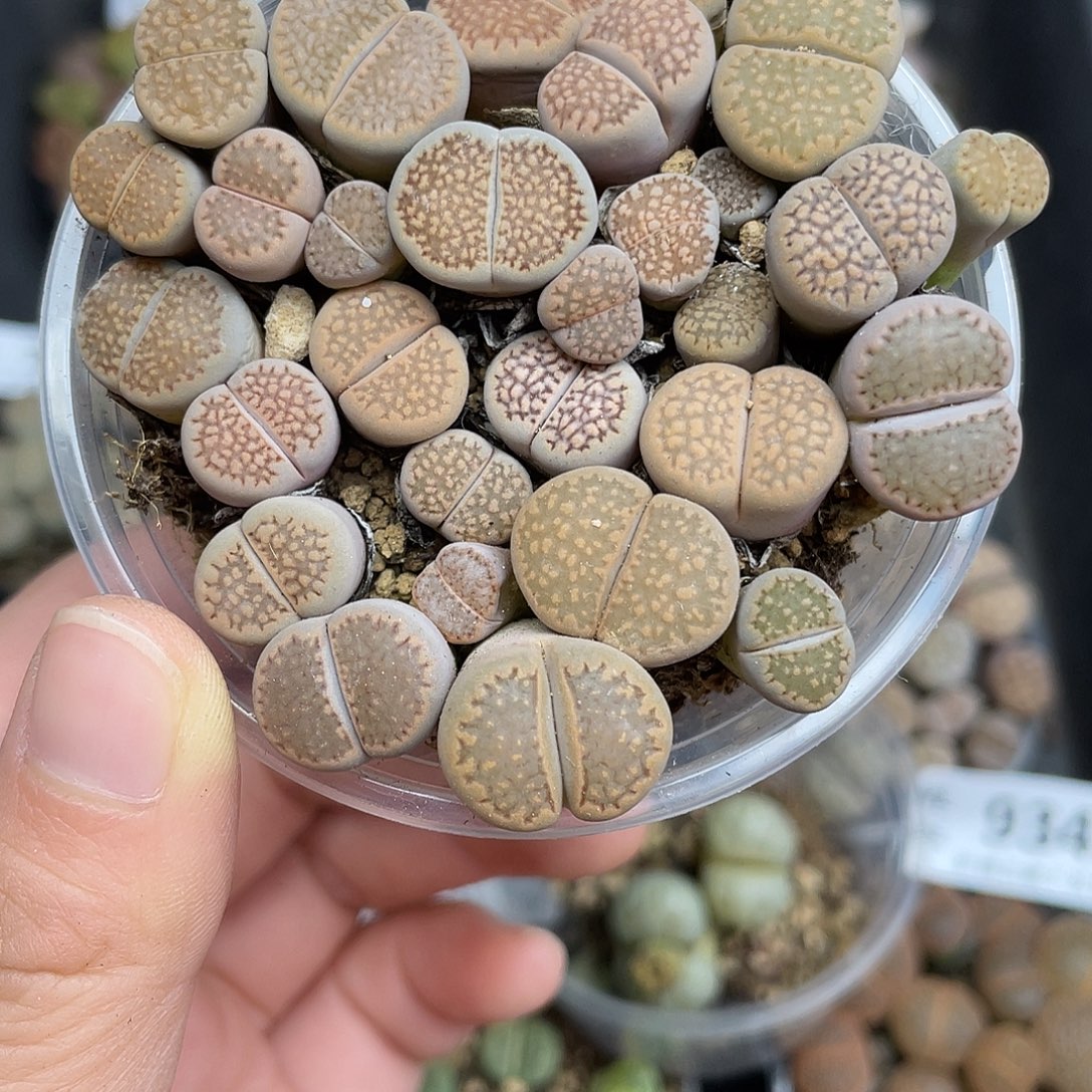 927000000花花花花花花花花