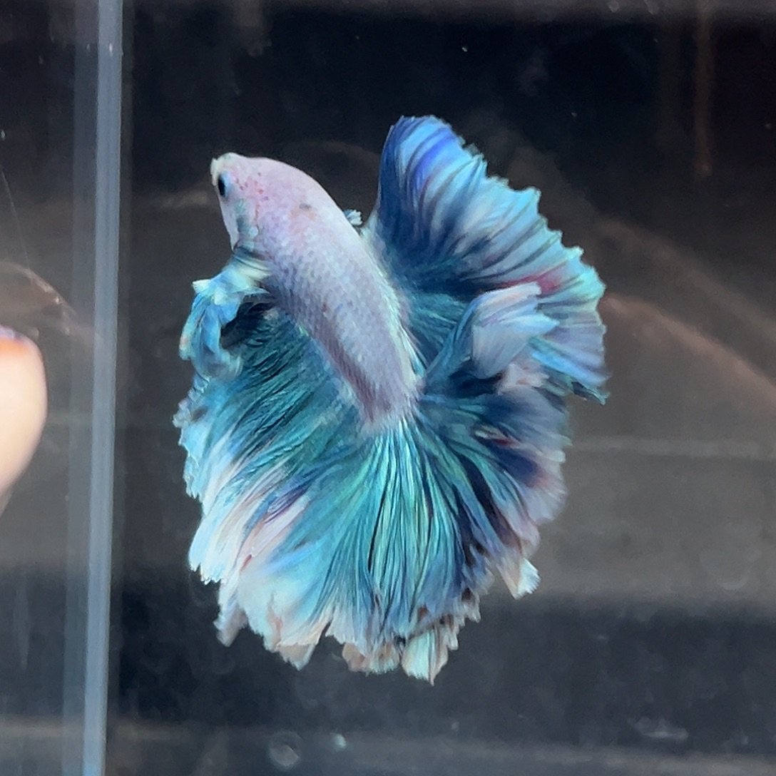 斗鱼66号蓝色花瓣破价出