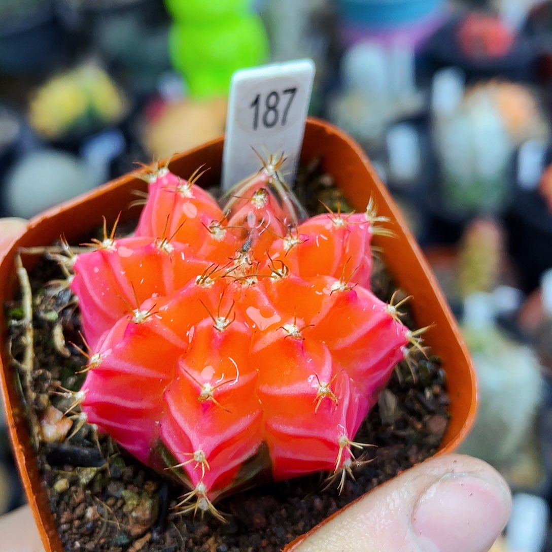 非偏远地区满25包邮仙人球