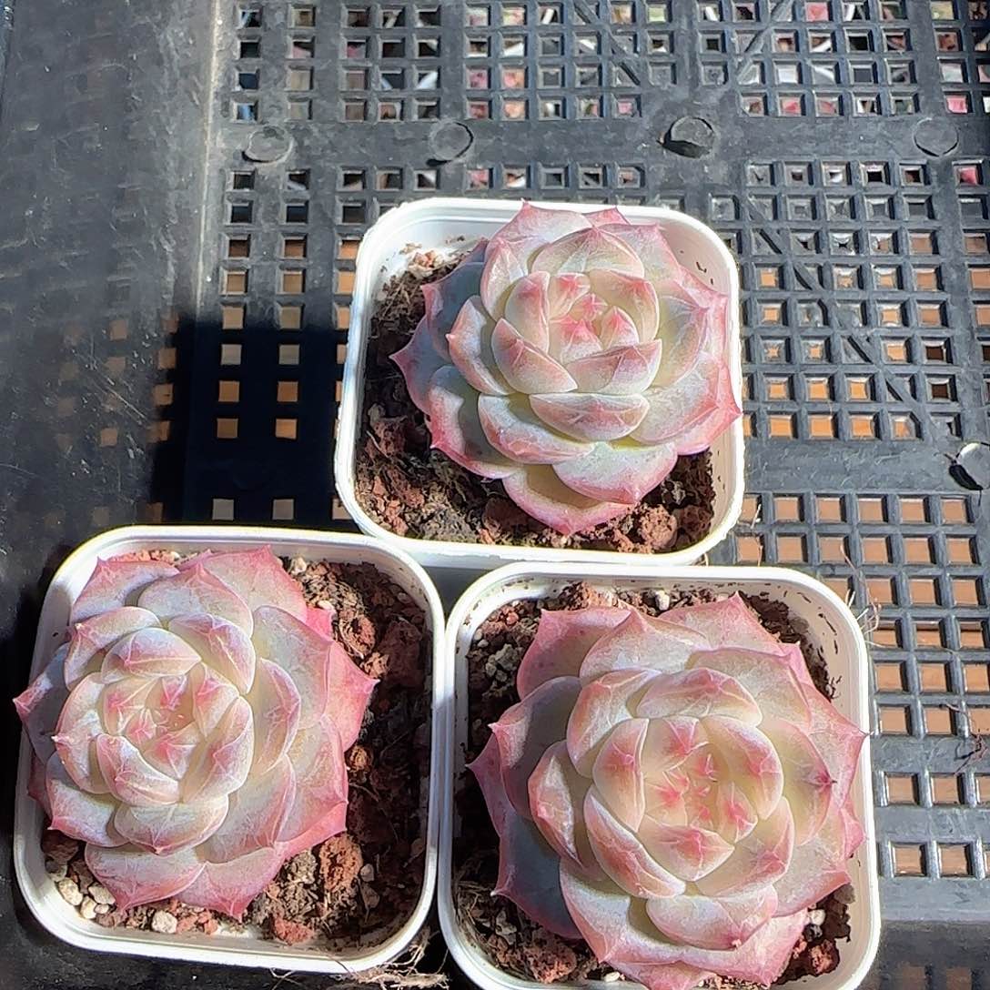 *****多肉1203-48糖心糖心