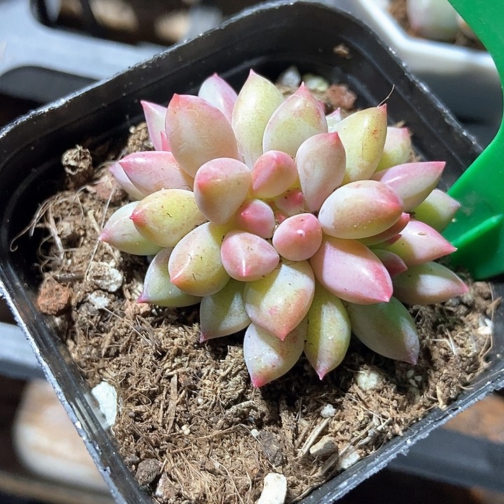 多肉植物虞美人921