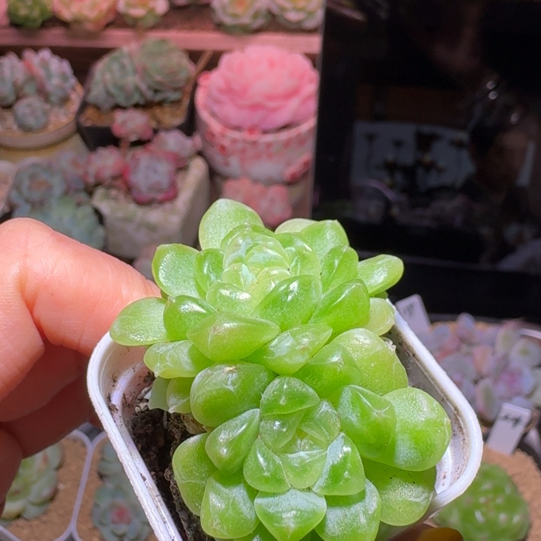 财富双头哈哈哈哈
