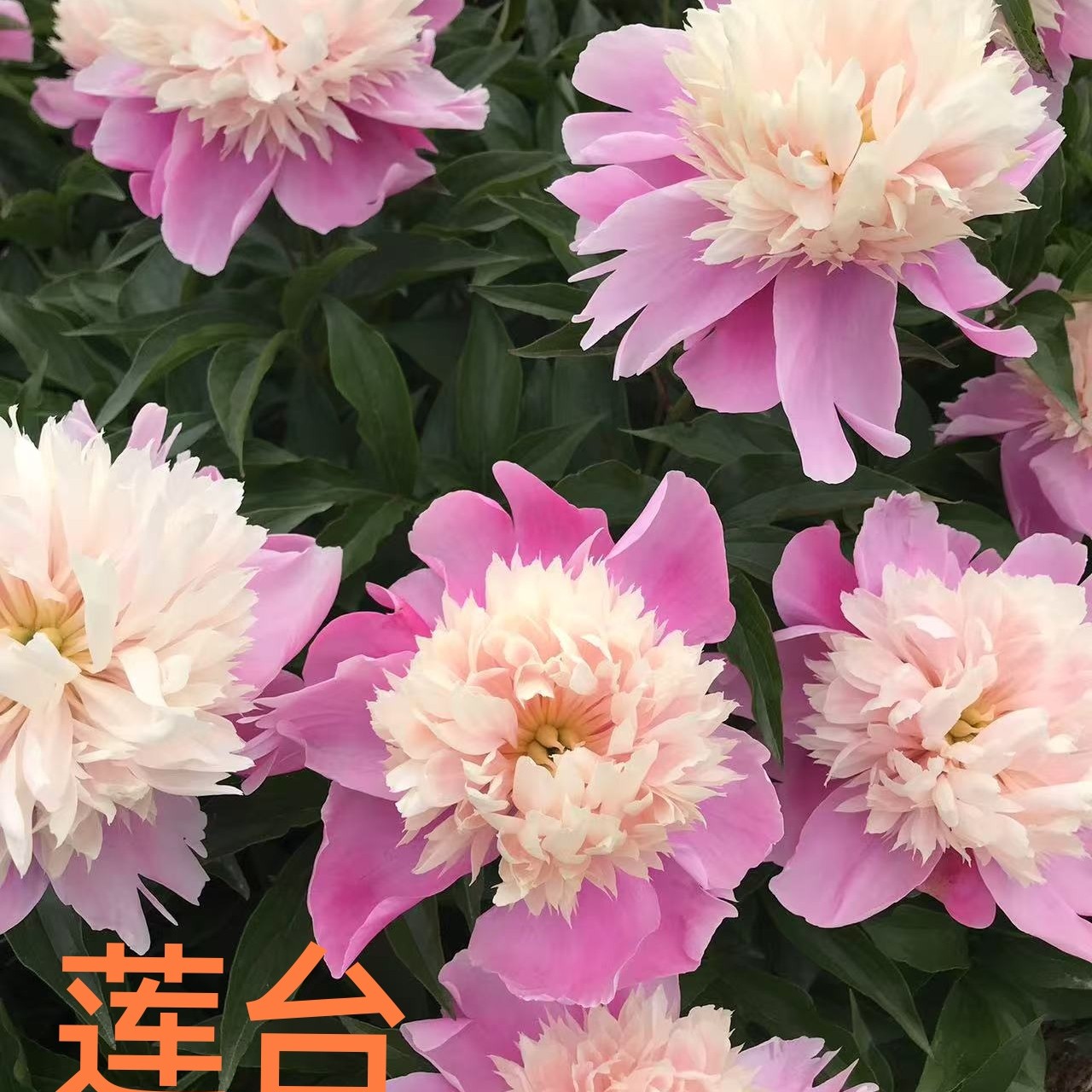 莲台（国产重瓣芍药）