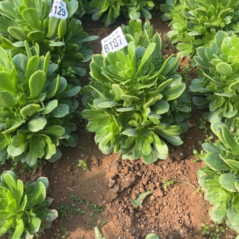 187绿羊绒不包断枝