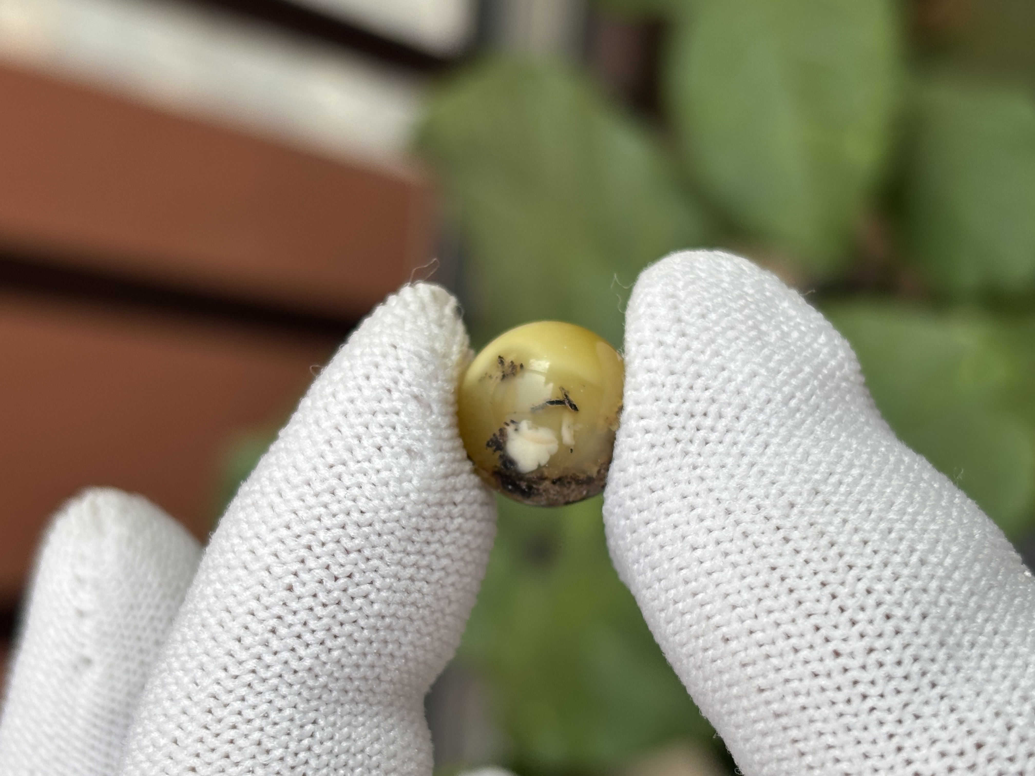 5398天然蜜蜡琥珀微瑕圆珠11.9mm