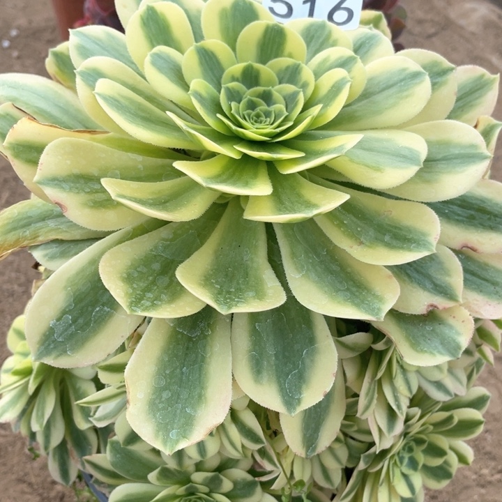 516多肉植物金丝翡翠