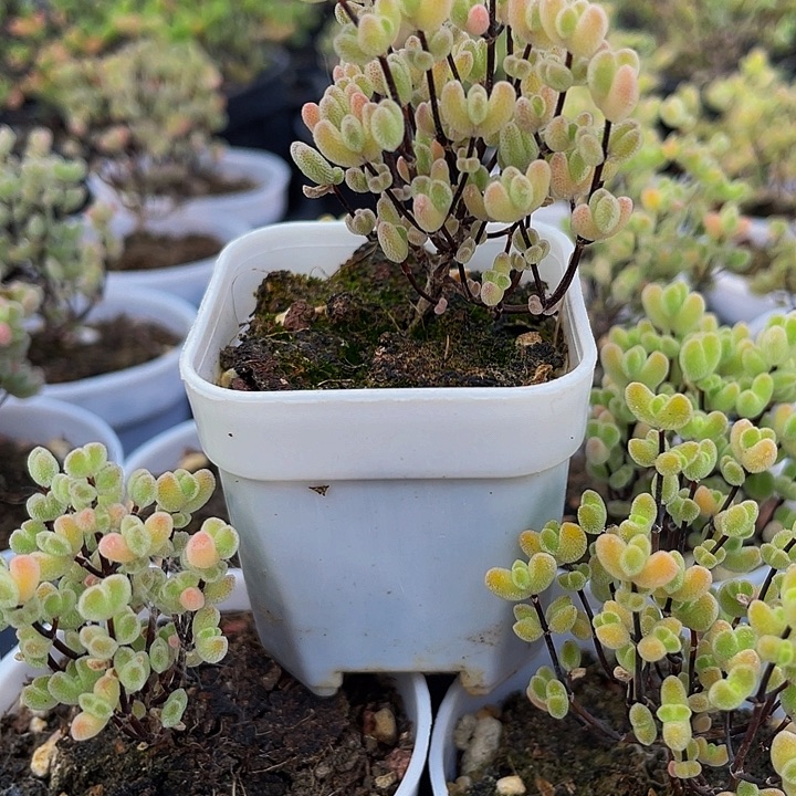 莱斯枝干2.8带盆土发