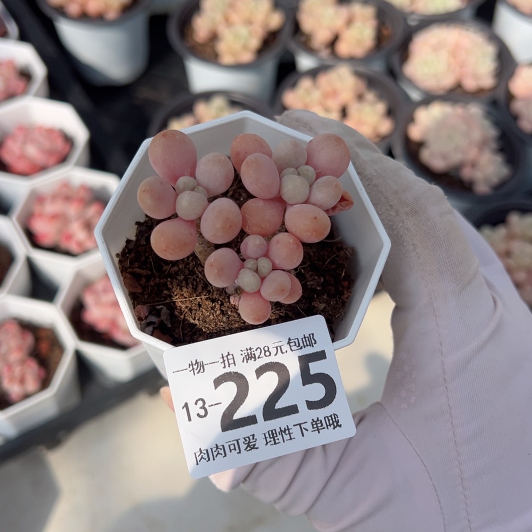 鱼子酱多肉多肉多肉