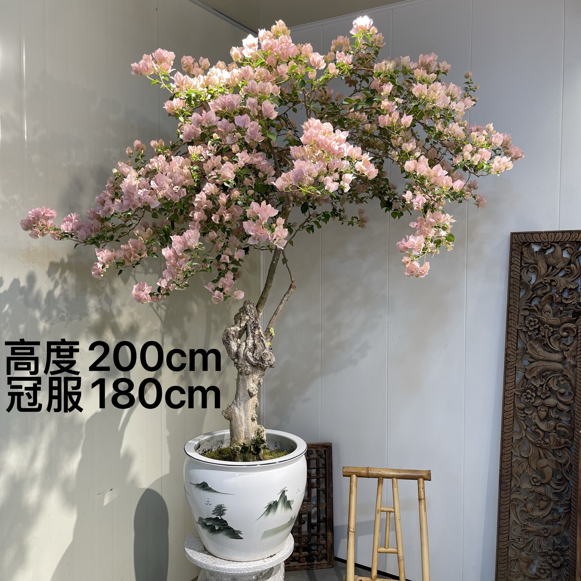 严天盆景｜精品老桩暗斑丽人三角梅盆景