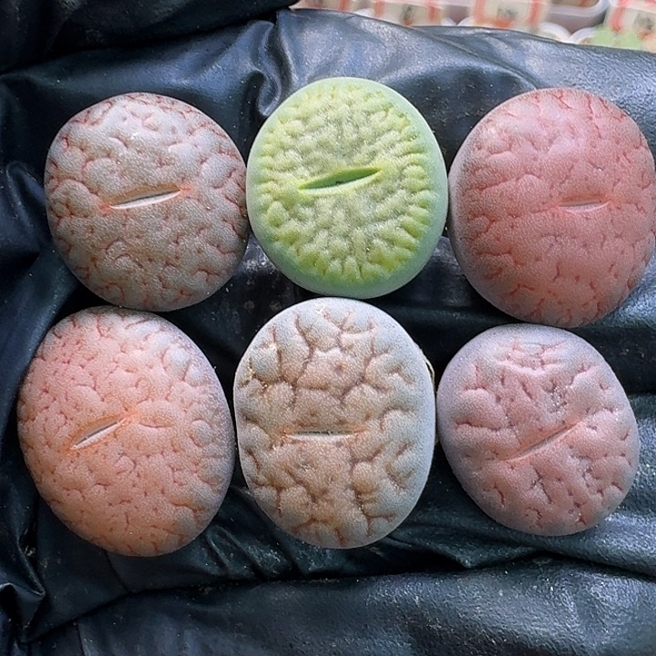 生石花111111。   226