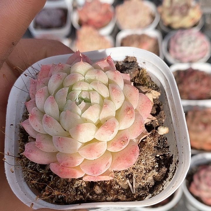 多肉植物一物一拍0239