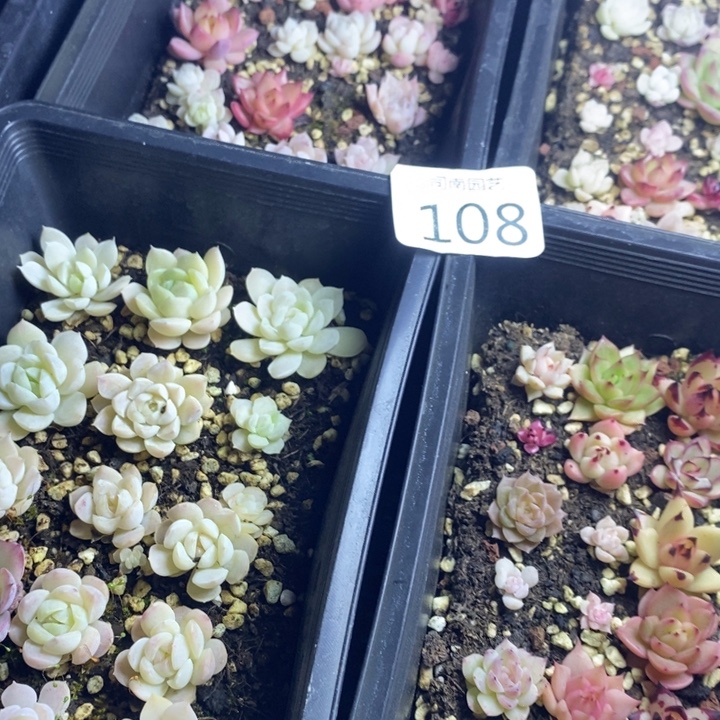 108 多肉植物盆栽花卉