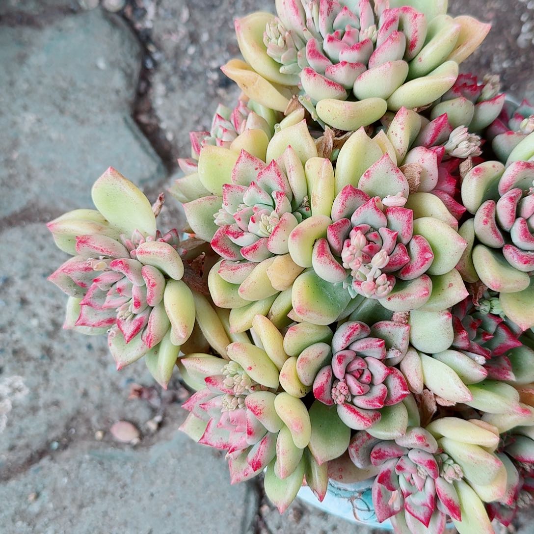 璀璨油漆桶多肉植物